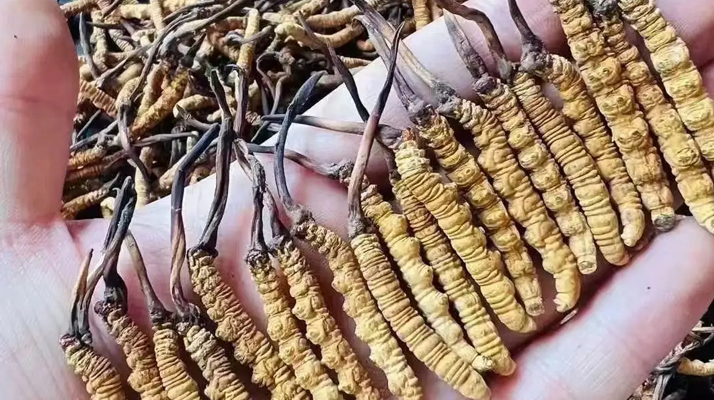 冬蟲(chóng)夏草:傳統(tǒng)珍品的現(xiàn)代健康價(jià)值解析