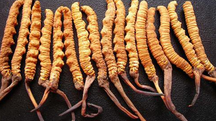 野生冬蟲夏草一根多少錢？ 