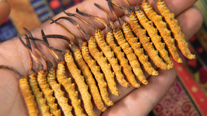 冬蟲夏草泡茶喝，這些功效你該知道