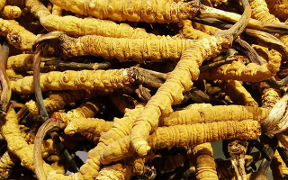 新鮮冬蟲(chóng)夏草一克多少錢(qián)？?jī)r(jià)格影響因素全解析