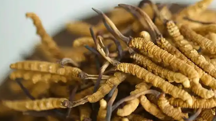 解密 “大個(gè)頭” 冬蟲(chóng)夏草：何為優(yōu)質(zhì)大蟲(chóng)草，價(jià)值何在？