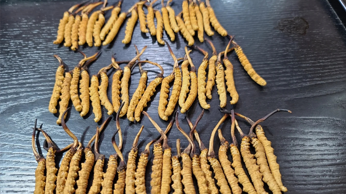 野生冬蟲夏草泡酒比例詳解 