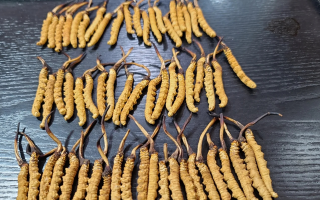 野生冬蟲夏草泡酒比例詳解：掌握黃金配比，泡出滋補好酒