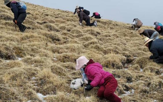 冬蟲(chóng)夏草采挖看月份！4-7月各產(chǎn)區(qū)差異大，5-6月是“黃金窗口”