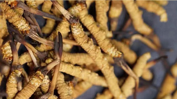 一茶杯水泡幾根冬蟲夏草？這份沖泡指南請(qǐng)收好