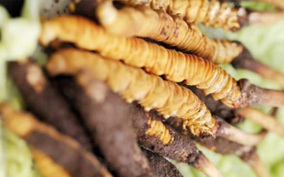 鮮冬蟲夏草泡酒能喝嗎？掌握這些要點(diǎn)安全又滋補(bǔ)