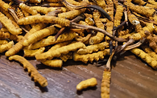 鮮冬蟲夏草并非 “制作” 而成！揭秘其天然形成與核心特性