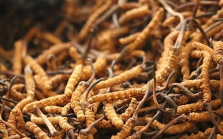 鮮冬蟲夏草有保質(zhì)期嗎？儲(chǔ)存方式與時(shí)效全解析