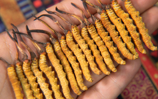 冬蟲夏草怎么辨別真假？4 大維度 + 避坑指南