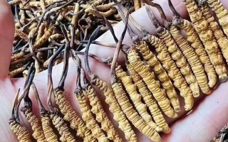 冬蟲夏草治什么病最好用？科學(xué)解讀其輔助調(diào)理作用