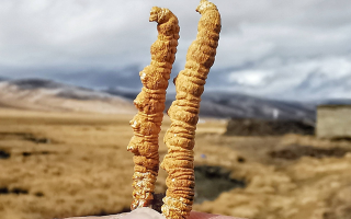 一根冬蟲夏草多少錢？2025 年價格拆解與選購指南