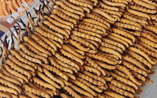 斷的冬蟲夏草：效果是否打折？科學(xué)解讀與實用建議