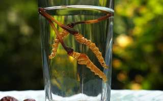 鎖陽冬蟲夏草泡酒：配伍原理、制作方法與飲用規(guī)范