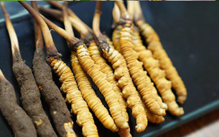 鮮冬蟲夏草泡酒：適宜酒品、搭配方案與飲用指南