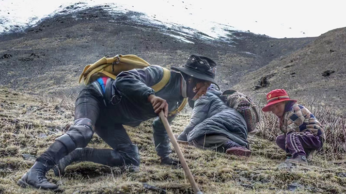 西藏哪些地方是冬蟲夏草產(chǎn)地