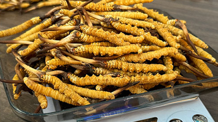 新鮮冬蟲夏草一次吃幾根？科學(xué)用量指南來了?