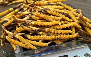 新鮮冬蟲(chóng)夏草一次吃幾根？科學(xué)用量指南來(lái)了?