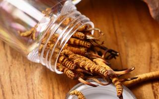 冬蟲(chóng)夏草多少錢(qián)一條？2025 年單條價(jià)格換算與選購(gòu)攻略