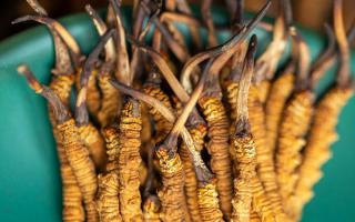 冬蟲夏草有什么作用？這些食用方法要知道