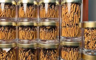 正宗冬蟲夏草能 “治” 哪些病？科學認知其輔助調理作用