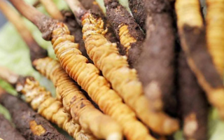 鮮冬蟲夏草哪里產(chǎn)地好些？三大黃金產(chǎn)區(qū)品質(zhì)解析