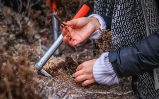 山上認(rèn)冬蟲(chóng)夏草：從環(huán)境到細(xì)節(jié)，4 步避開(kāi) “偽蟲(chóng)草”