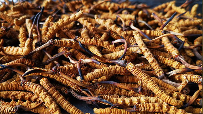 冬蟲夏草多長時(shí)間形成一根