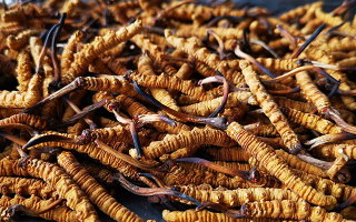 冬蟲夏草多長時間形成一根？自然孕育與人工培育的周期密碼