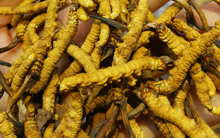 長期喝冬蟲夏草有危害嗎？認清風險與安全邊界