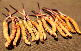 冬蟲(chóng)夏草泡水：每次放多少水才合適？