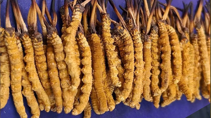 辨冬蟲(chóng)夏草真假