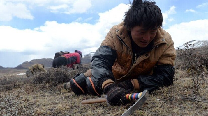 那曲<a href=http://www.yananski.com/sdph/wacr/ target=_blank class=infotextkey>挖草人</a>阿旺的蟲草采摘時(shí)間表 