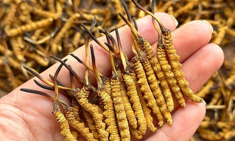 不同形態(tài)蟲草的保存方法與時(shí)限