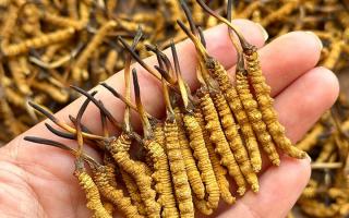 冬蟲夏草專家詳解：不同形態(tài)蟲草的保存方法與時(shí)限，避免營養(yǎng)白白流失
