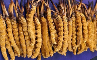 藏區(qū)牧民教你辨冬蟲(chóng)夏草真假：跟著草原經(jīng)驗(yàn)走準(zhǔn)沒(méi)錯(cuò)