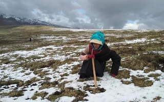 冬蟲夏草專家解讀：哪里的冬蟲夏草品質(zhì)最優(yōu)？