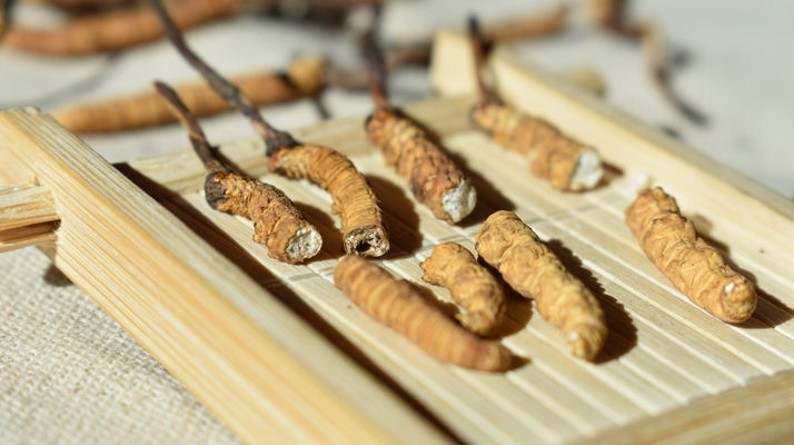 斷的<a href=http://www.yananski.com/ target=_blank class=infotextkey>冬蟲(chóng)夏草</a>一克啥價(jià)