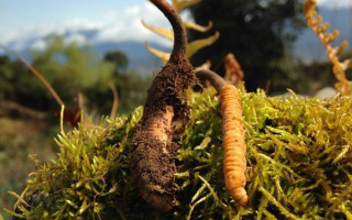 野生冬蟲夏草長(zhǎng)什么樣？我跟你嘮嘮