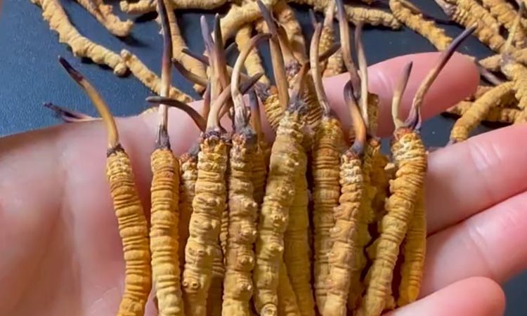  2025 年行情揭秘 