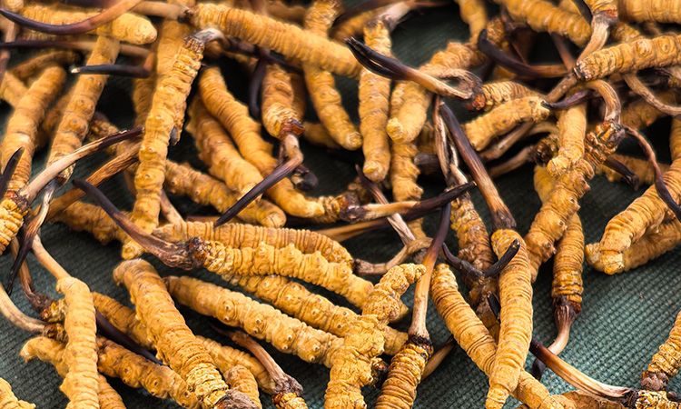 燉了二十年蟲草湯，這口感我太熟了，跟你細(xì)細(xì)說