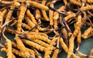 燉了二十年蟲草湯，這口感我太熟了，跟你細細說