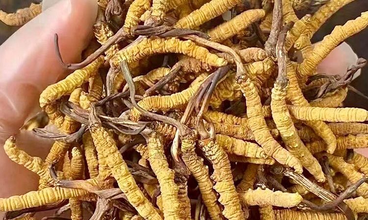 野生冬蟲(chóng)夏草:在高原草甸里生長(zhǎng)的秘密