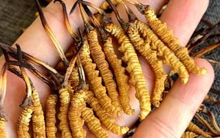 冬蟲夏草含水量：多少才合適？