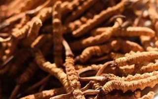 冬蟲夏草采后保存指南：鎖住營養(yǎng)，延長鮮度?