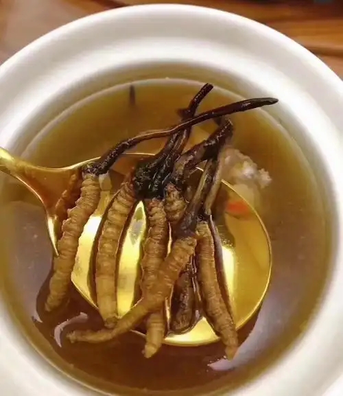 冰糖燉冬蟲夏草的做法，有什么功效?