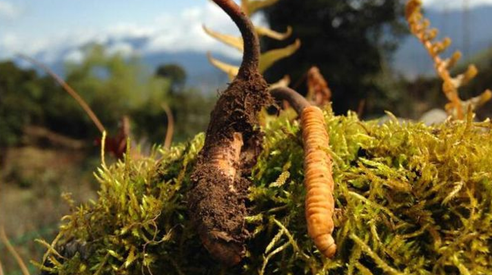 2026 年那曲冬蟲夏草分規(guī)格價格走勢與備貨時機(jī)定制建議