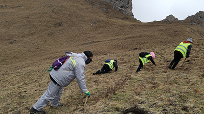那曲冬蟲夏草的采摘與交易流程