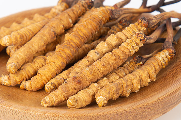  人工培育的冬蟲(chóng)夏草有哪些功效和作用？