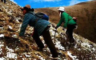  人工培育的冬蟲(chóng)夏草和野生冬蟲(chóng)夏草有什么區(qū)別？