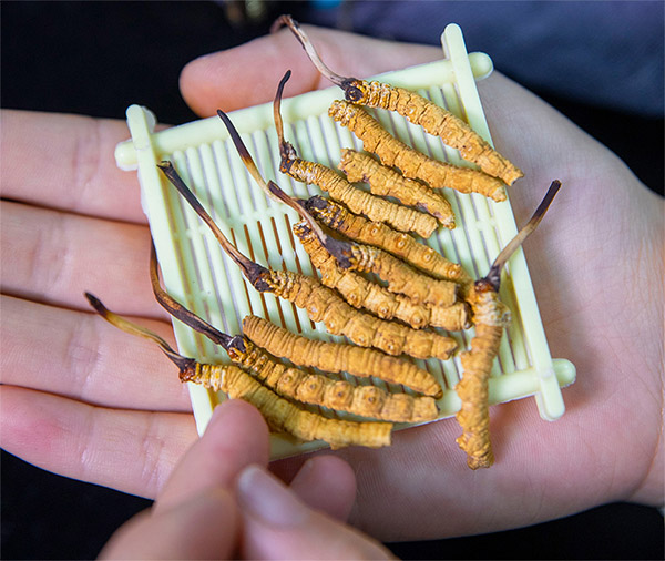 東強堂頭期斷草的挑選與鑒別技巧